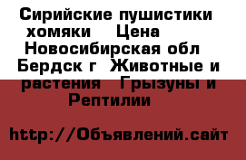 Сирийские пушистики (хомяки) › Цена ­ 250 - Новосибирская обл., Бердск г. Животные и растения » Грызуны и Рептилии   